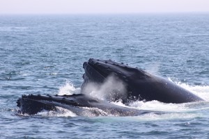 Whales in the Bay of Fundy